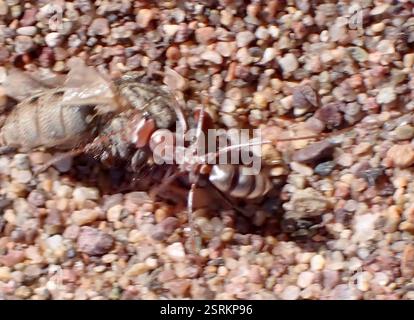 Formica d'argento sahariana (Cataglyphis bombycina), Insecta, M'Hamid El Ghizlane, Drâa-Tafilalet, ma Foto Stock