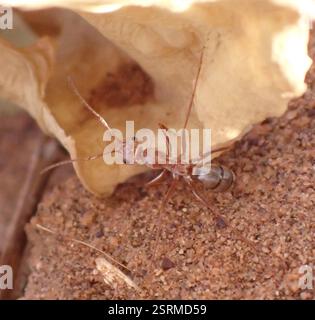 Formica d'argento sahariana (Cataglyphis bombycina), Insecta, Erg Chigaga, M'Hamid El Ghizlane, Drâa-Tafilalet, MA Foto Stock