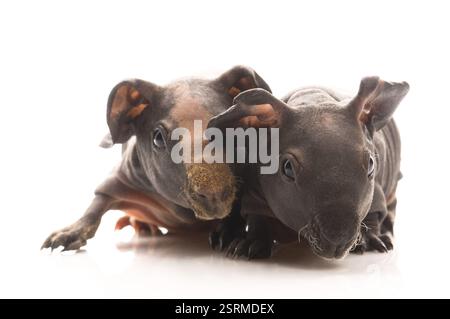 Porcellini d'India magri, polonia Foto Stock