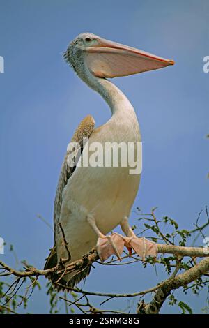 Pellicani bird, telineelapuram, tekkali, Andhra Pradesh, India, Asia Foto Stock