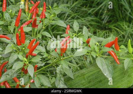 Capsicum annuum, paprika, peperoncino Foto Stock