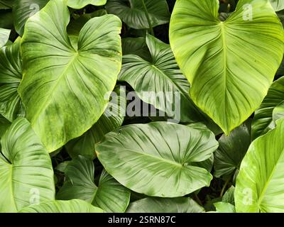 Piante di Philodendron giganteum con foglie a forma di cuore in un giardino tropicale Foto Stock