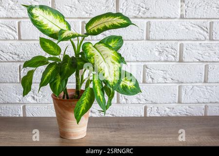Pianta di Dieffenbachia maculata a due colori in vaso di argilla vecchio stile Foto Stock