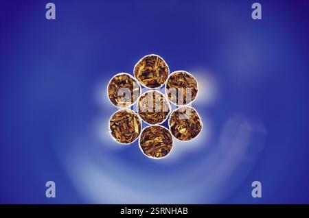 DOT of DOT com sette sigarette tabacco Foto Stock