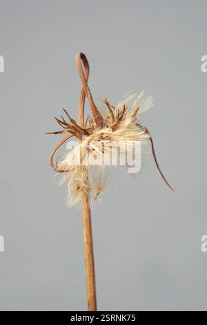 primo piano di gerbera zigrinata selvaggia con testa di semina marrone e stelo curvo sfondo grigio isolato, messa a fuoco morbida Foto Stock