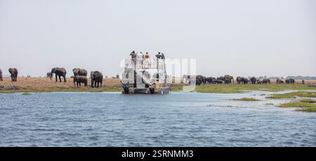 21 ottobre 2024. Botswana Africa. Barca con turisti che osservano i gruppi di elefanti africani che pascolano nel Parco Nazionale del Chobe Foto Stock