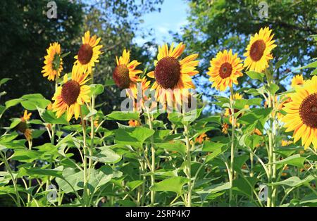 Incommensurabili e vibranti girasoli gialli che fioriscono nel campo Foto Stock