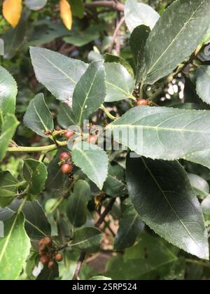Spina dorsale mediterranea (Rhamnus alaternus), Plantae, Nea Makri 190 05, Grecia, semina in giardino nel sobborgo. Foto Stock