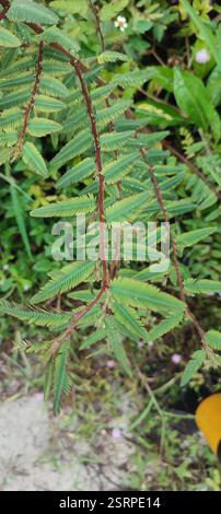 Shyleaf (Aeschynomene americana), Plantae, British Indian Ocean Territory, voucher sample taken Foto Stock