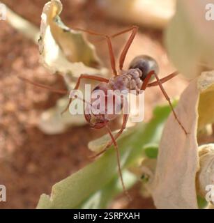 Formica d'argento sahariana (Cataglyphis bombycina), Insecta, Erg Chigaga, M'Hamid El Ghizlane, Drâa-Tafilalet, MA Foto Stock