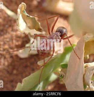 Formica d'argento sahariana (Cataglyphis bombycina), Insecta, Erg Chigaga, M'Hamid El Ghizlane, Drâa-Tafilalet, MA Foto Stock