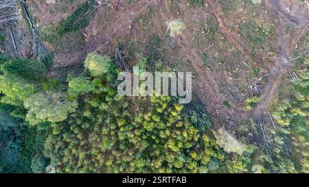 Vista aerea di un'area deforestata accanto a una fitta foresta, che mostra il contrasto tra vegetazione lussureggiante e terra arida. Foto Stock