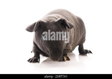 Cavia magra isolata sullo sfondo bianco, polonia Foto Stock