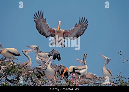 Pellicani bird, telineelapuram, tekkali, Andhra Pradesh, India, Asia Foto Stock