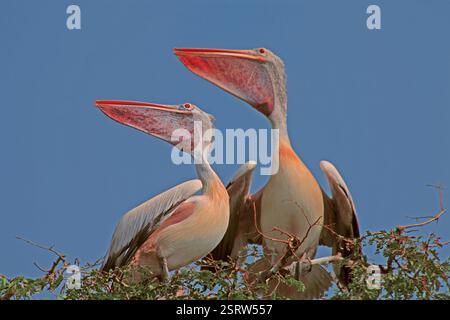 Pellicani bird, telineelapuram, tekkali, Andhra Pradesh, India, Asia Foto Stock
