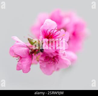 Primo piano di delicati fiori di ciliegio rosa su un delicato sfondo grigio Foto Stock