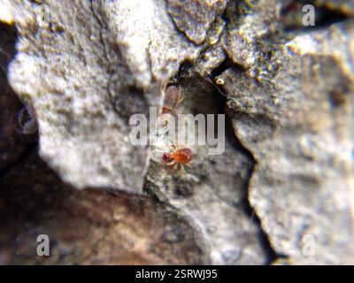 Whirligig acari (Anystis), Arachnida, Toronto, ON M6K 3C1, Canada, tra i fitti acari del trifoglio, le "rookeries" su un abete rosso, si possono trovare piccoli acari vorticosi che, a un esame più attento, si nutrono di uova di trifoglio! Aggiornamento: Video di questo comportamento https://youtu.be/AOWPA-WkONg Foto Stock