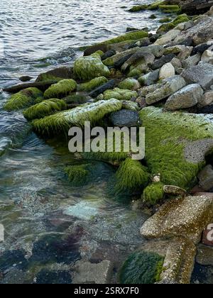 Questa fotografia mostra una costa costiera dove le rocce aspre sono ricoperte di muschio verde vibrante e parzialmente sommerse da acque limpide e ondulate. T Foto Stock