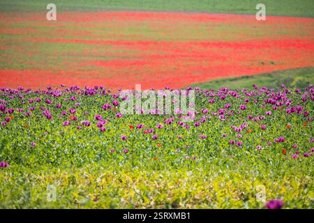 Campo misto di papavero rosso e viola Foto Stock