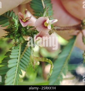 Shyleaf (Aeschynomene americana), Plantae, territorio britannico dell'Oceano Indiano Foto Stock