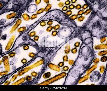 Atlanta, Stati Uniti. 27 febbraio 2024. Micrografia elettronica a trasmissione colorata che mostra l'influenza aviaria A H5N1, particelle del virus dell'influenza aviaria (oro) coltivate nelle cellule epiteliali renali Madin-Darby Canine (viola) presso la sede centrale del CDC, 27 febbraio 2024 ad Atlanta, Georgia. Credito: NIAID/CDC/Alamy Live News Foto Stock