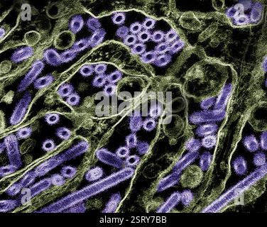 Atlanta, Stati Uniti. 27 febbraio 2024. Micrografia elettronica a trasmissione colorata che mostra l'influenza aviaria A H5N1, particelle del virus dell'influenza aviaria (viola) coltivate nelle cellule epiteliali renali di Madin-Darby Canine (olive) presso la sede centrale del CDC, 27 febbraio 2024 ad Atlanta, Georgia. Credito: NIAID/CDC/Alamy Live News Foto Stock