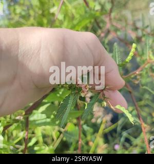Shyleaf (Aeschynomene americana), Plantae, territorio britannico dell'Oceano Indiano Foto Stock