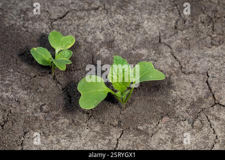 Piantine di ravanello con cotyledon e vera foglia che cresce in giardino. Giardinaggio, verdure biologiche e agricoltura. Foto Stock