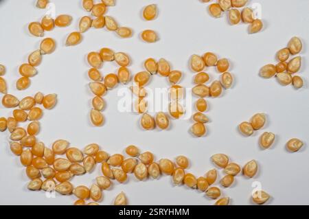 Chicchi di popcorn disposti per fare pop Foto Stock