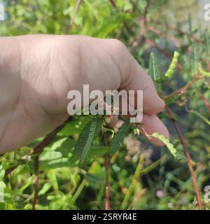 Shyleaf (Aeschynomene americana), Plantae, territorio britannico dell'Oceano Indiano Foto Stock