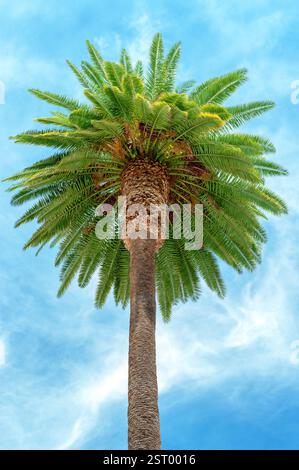 Vista ad angolo basso palma da data Foto Stock