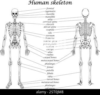 Scheletro umano ossa vettoriali arte medica illustrazione diagramma istruzione materiale scolastico Illustrazione Vettoriale