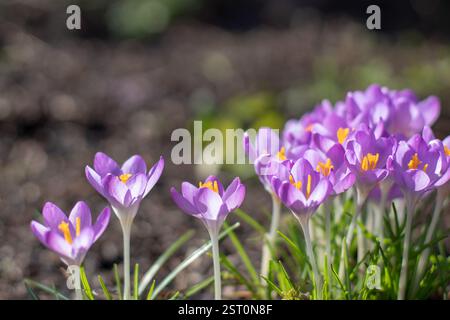 Croco boschivo o croco primaverile fiori viola nel soleggiato giardino primaverile. Crocus tommasinianus pianta in fiore della famiglia delle Iridaceae. Tommasini è C. Foto Stock
