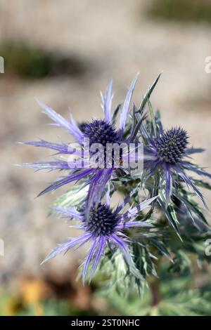 Eryngium alpinum o pianta erbacea perenne del mare alpino della famiglia delle Apiaceae. Eryngo alpino o regina delle Alpi infiorescenze viola con Foto Stock