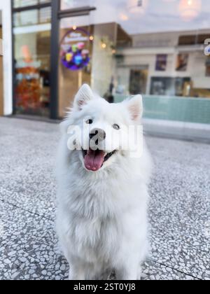 Cane Samoiedo bianco seduto all'aperto con un'espressione felice in uno spazio pubblico urbano. Foto Stock