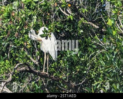 Great White Heron (Ardea herodias occidentalis), Aves, Naples, FL 34114, USA, uno bianco! Foto Stock