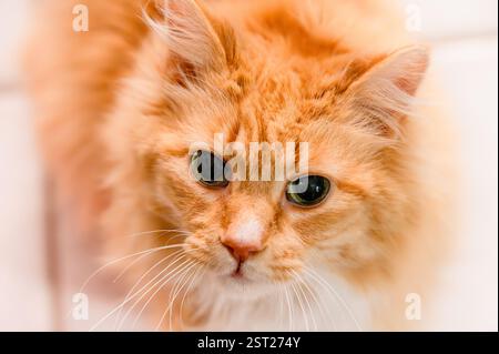 Primo piano di un gatto tabby arancione che guarda la fotocamera Foto Stock