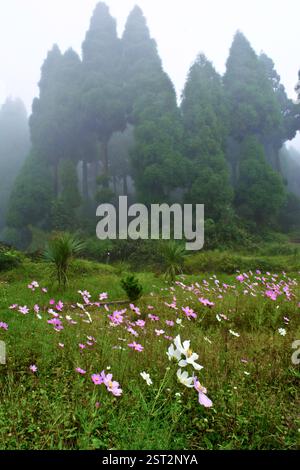 COSMOS fiorisce nel prato della pineta. Foto Stock