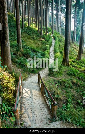 Lamahatta eco Park di Darjeeling Foto Stock