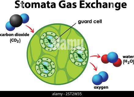 Diagramma che mostra lo scambio di gas nello stomato dell'impianto Illustrazione Vettoriale