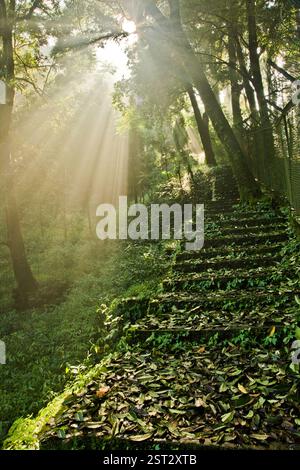 Il raggio di luce sulle foglie vuote è caduto le scale. Foto Stock