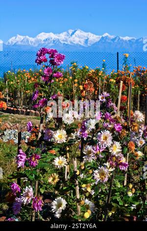 Kanchenjunga di Tiger Hill Foto Stock