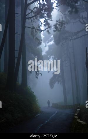 Perso nella foresta nebbiosa. Foto Stock