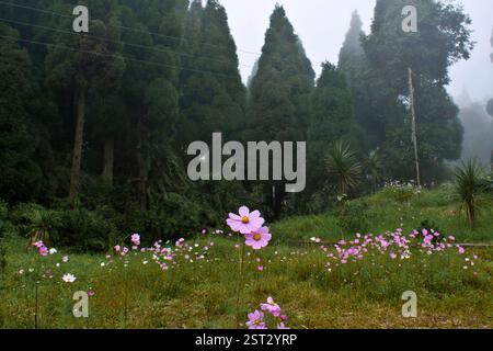 COSMOS fiorisce accanto ai pini. Foto Stock