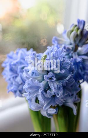 Giacinti in un vaso sulla finestra. Sfondo fiori primaverili. Concetto di Pasqua. Composizione floreale. Scheda molla con spazio per il testo. Foto Stock