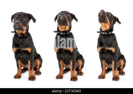 Un giovane Rottweiler guarda in alto (fasi del movimento) Foto Stock