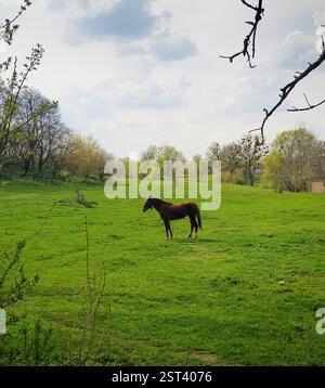 Cavallo in un campo verde. Cavallo marrone scuro nel prato primaverile. Foto Stock