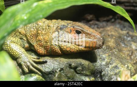 Lucertola caimana settentrionale, Dracaena guianensis Foto Stock