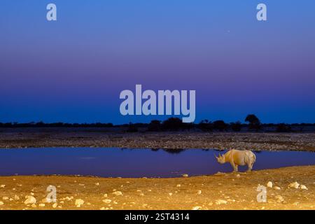 Rinoceronte nero alla sorgente di Okaukuejo di notte nel Parco Nazionale di Etosha, riflessi d'acqua, safari nella fauna selvatica e safari in Namibia, Africa Foto Stock