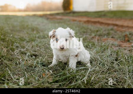 Cucciolo Red merle Border Collie con gli occhi blu seduti sull'erba Foto Stock